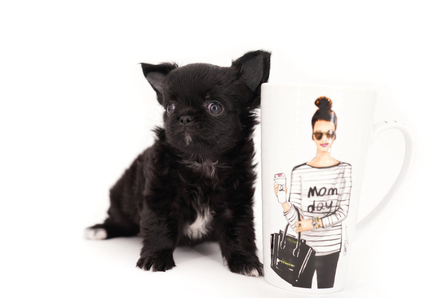 Konay LC Teacup Extreme short muzzle
