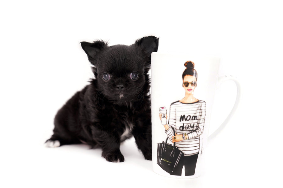 Konay LC Teacup Extreme short muzzle