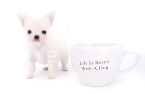 Suri Micro Teacup LC White Boy