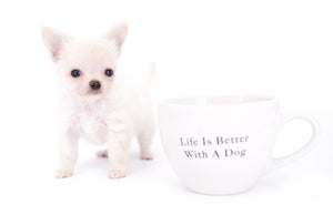 Suri Micro Teacup LC White Boy