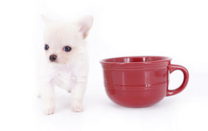 Suri Micro Teacup LC White Boy