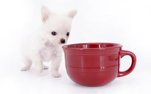 Suri Micro Teacup LC White Boy