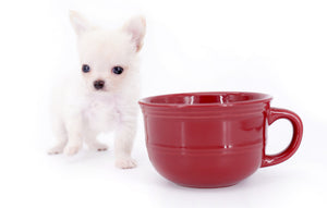 Suri Micro Teacup LC White Boy