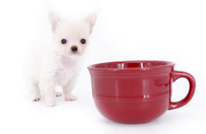 Suri Micro Teacup LC White Boy