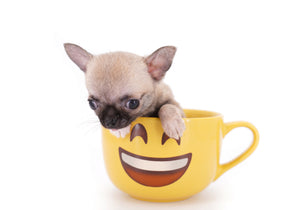 Milan West  Teacup SC Blue Fawn Boy