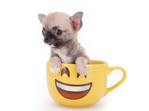 Milan West  Teacup SC Blue Fawn Boy