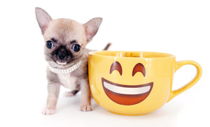 Milan West  Teacup SC Blue Fawn Boy