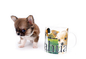 Miny is a micro teacup LC Sable Boy