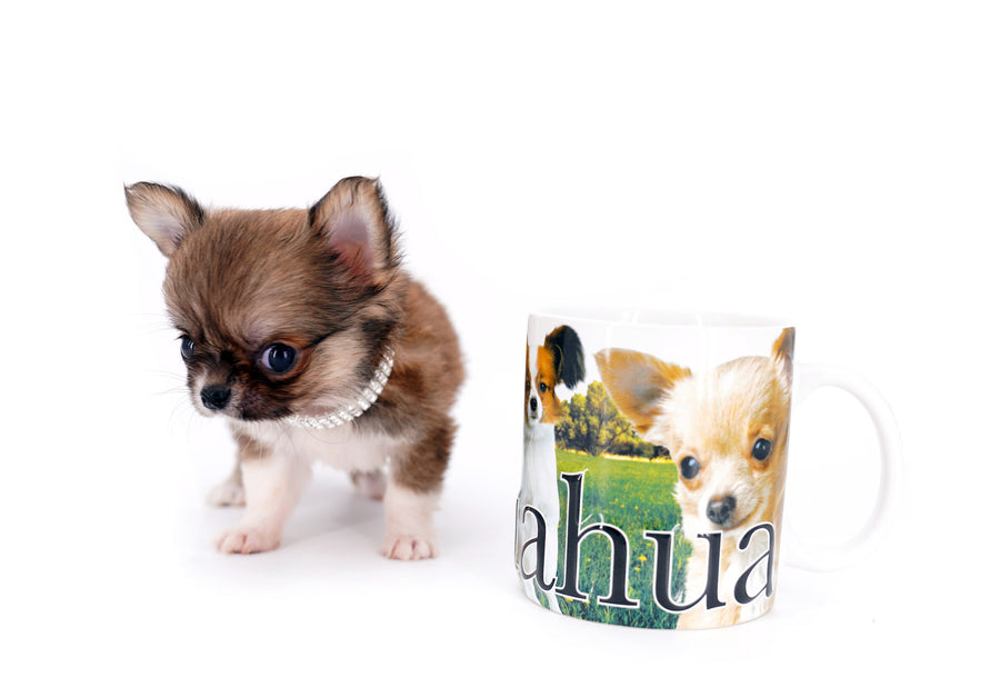 Miny is a micro teacup LC Sable Boy