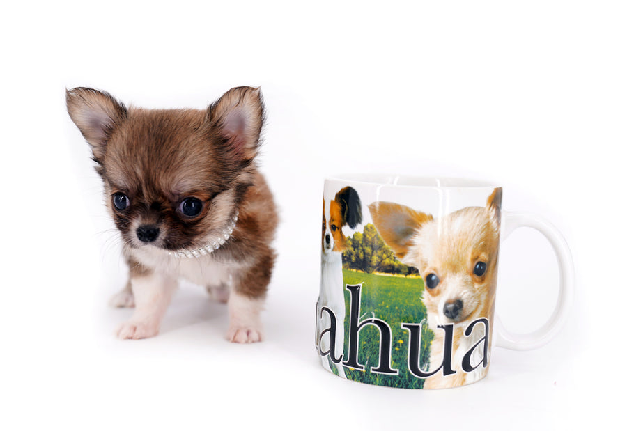 Miny is a micro teacup LC Sable Boy