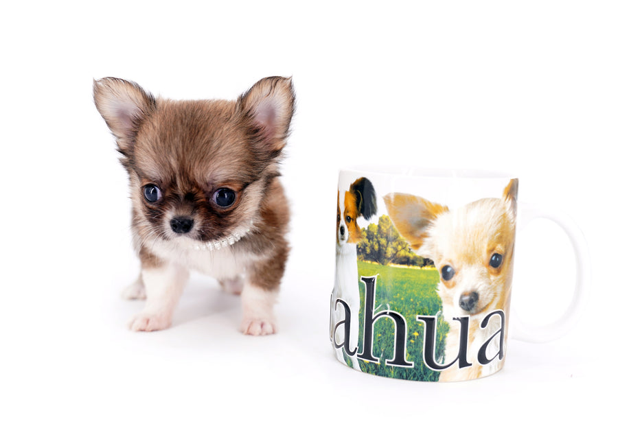 Miny is a micro teacup LC Sable Boy