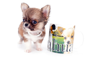 Miny is a micro teacup LC Sable Boy
