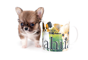 Miny is a micro teacup LC Sable Boy