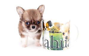 Miny is a micro teacup LC Sable Boy