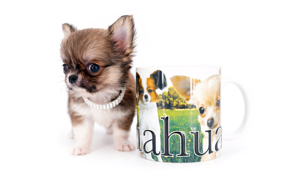 Miny is a micro teacup LC Sable Boy