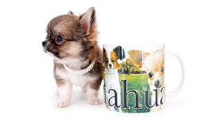 Miny is a micro teacup LC Sable Boy