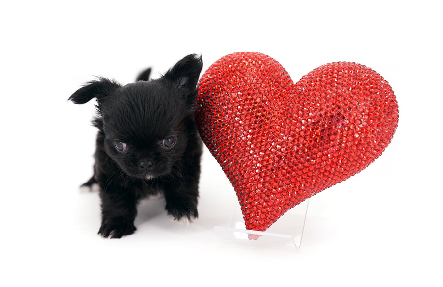 Konay LC Teacup Extreme short muzzle