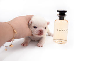 Bulgari's Sold to Anita NY