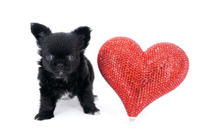 Konay LC Teacup Extreme short muzzle