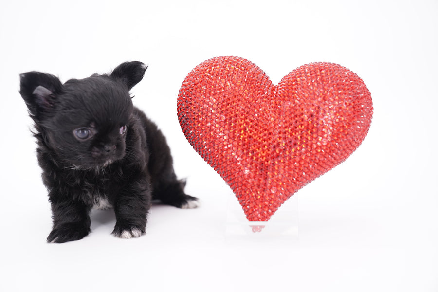 Konay LC Teacup Extreme short muzzle