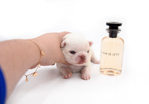 Bulgari's Sold to Anita NY