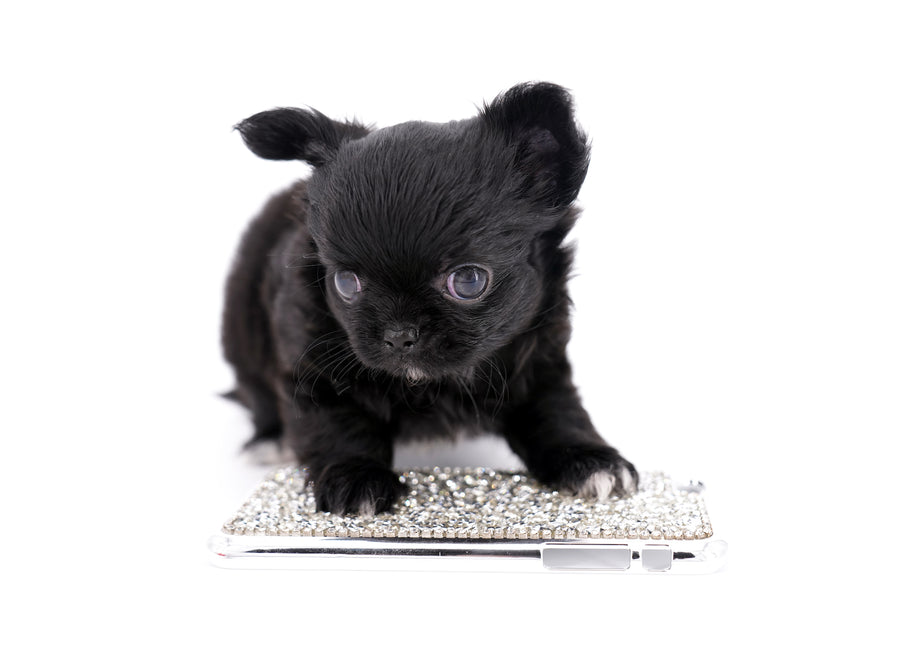 Konay LC Teacup Extreme short muzzle