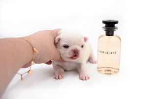 Bulgari's Sold to Anita NY