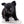 Konay LC Teacup Extreme short muzzle