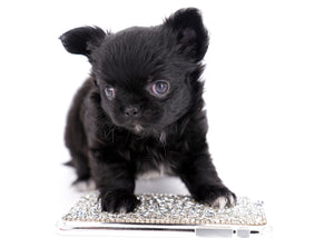 Konay LC Teacup Extreme short muzzle