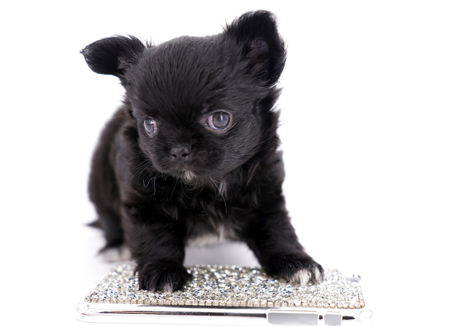Konay LC Teacup Extreme short muzzle