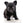 Konay LC Teacup Extreme short muzzle