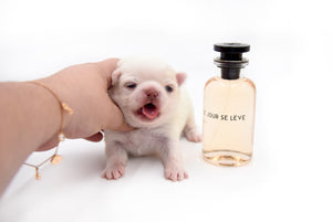 Bulgari's Sold to Anita NY