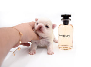 Bulgari's Sold to Anita NY