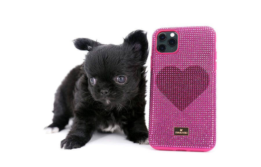 Konay LC Teacup Extreme short muzzle