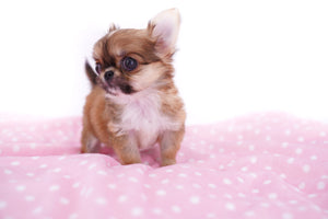 Lil Pink Micro Extreme Doll Face Girl