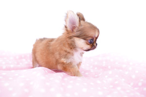 Lil Pink Micro Extreme Doll Face Girl