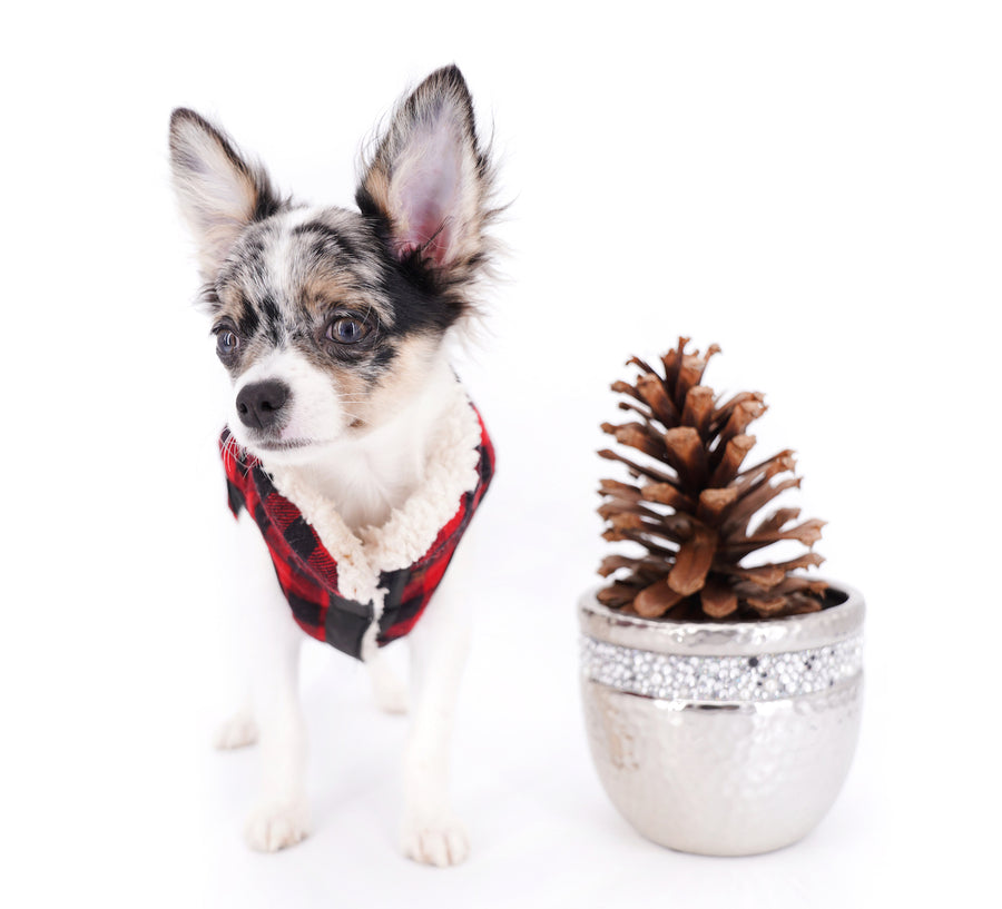 Marlon Micro Blue Merle Boy