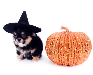 Melanie Micro Teacup Tricolor Girl