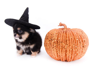 Melanie Micro Teacup Tricolor Girl