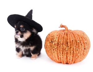 Melanie Micro Teacup Tricolor Girl