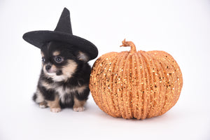 Melanie Micro Teacup Tricolor Girl