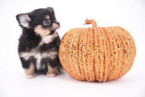 Melanie Micro Teacup Tricolor Girl