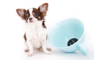 Romeo Tiny Micro Boy