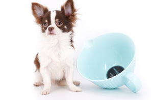 Romeo Tiny Micro Boy