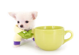 Suri Micro Teacup LC White Boy