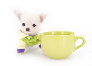 Suri Micro Teacup LC White Boy