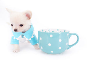 Suri Micro Teacup LC White Boy