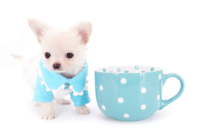 Suri Micro Teacup LC White Boy