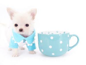 Suri Micro Teacup LC White Boy