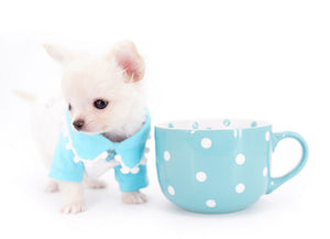 Suri Micro Teacup LC White Boy